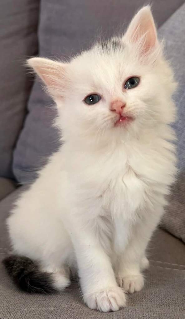 British Longhair kittens for sale