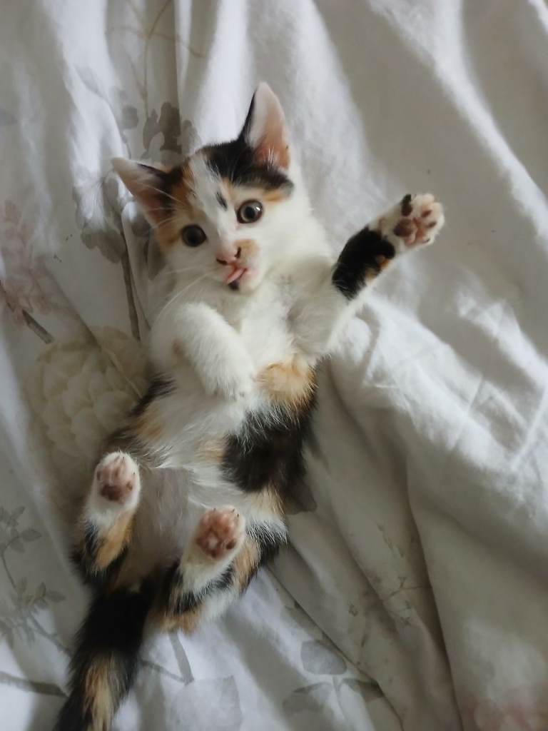 Kittens 2× 