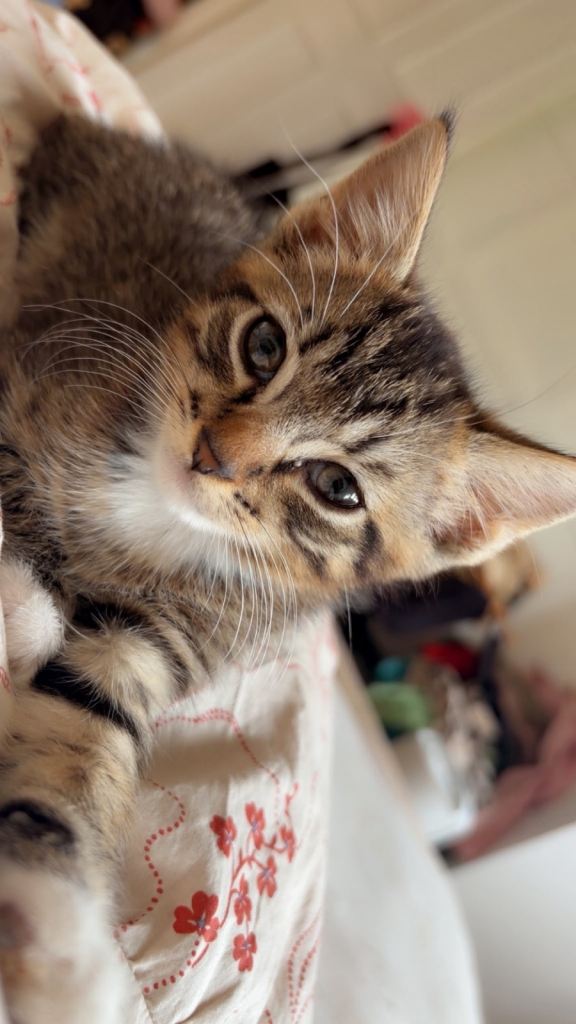 Male tabby kitten for sale 💙