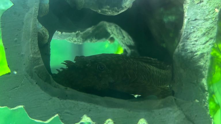 Bristlenose Pleco fish FREE