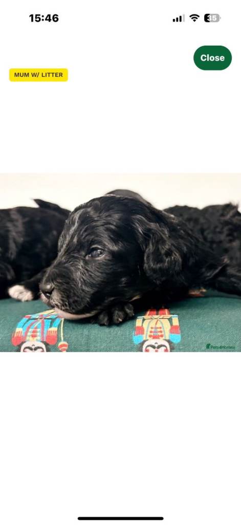 Rare Cavapoochon Puppies Home Raised PRA clea