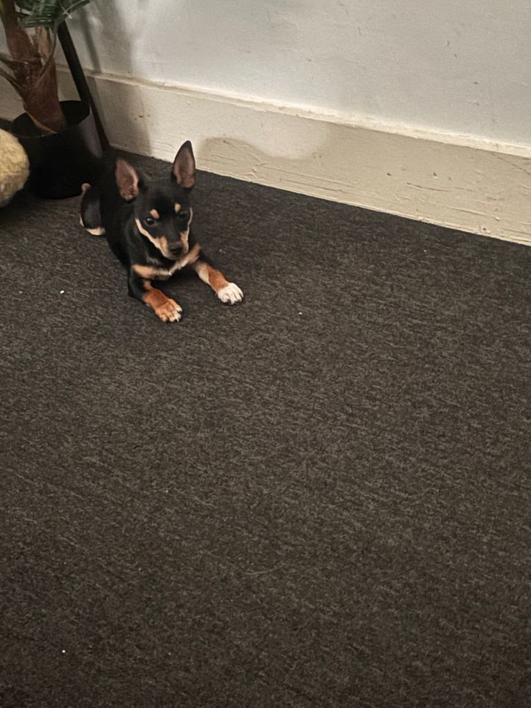 Mixed chihuahua black brown and white puppy for sale 