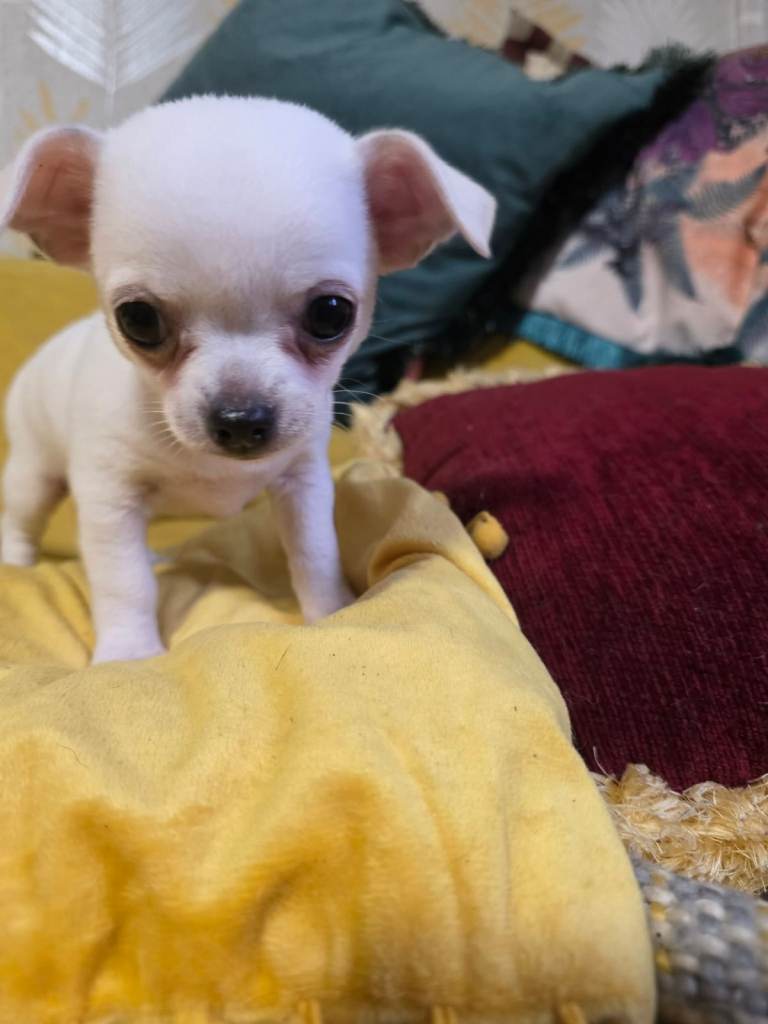 4 stunning mixed breed chihuahua x shihtzu puppies