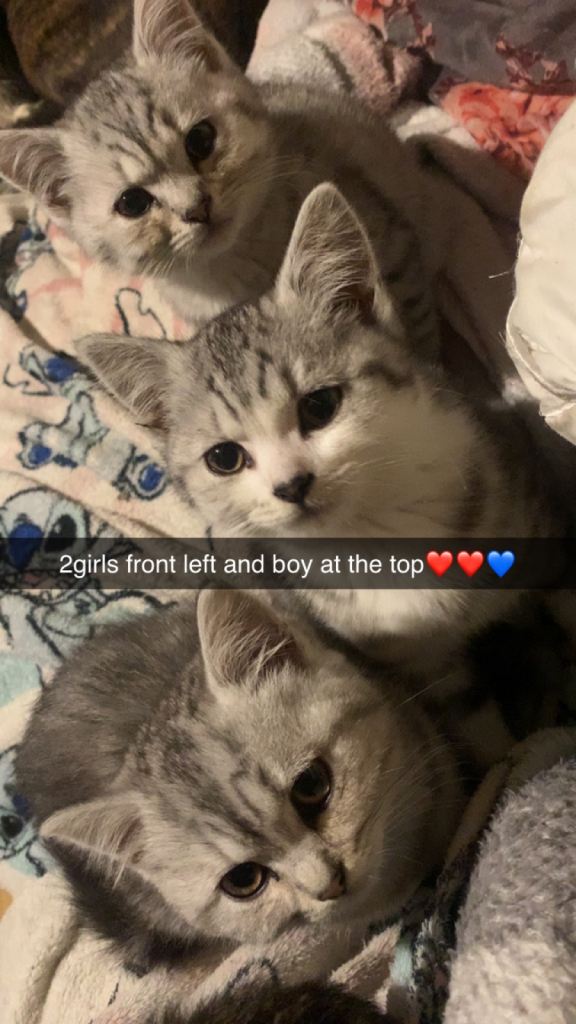 Bsh silver tipped tabby kittens. Ready now