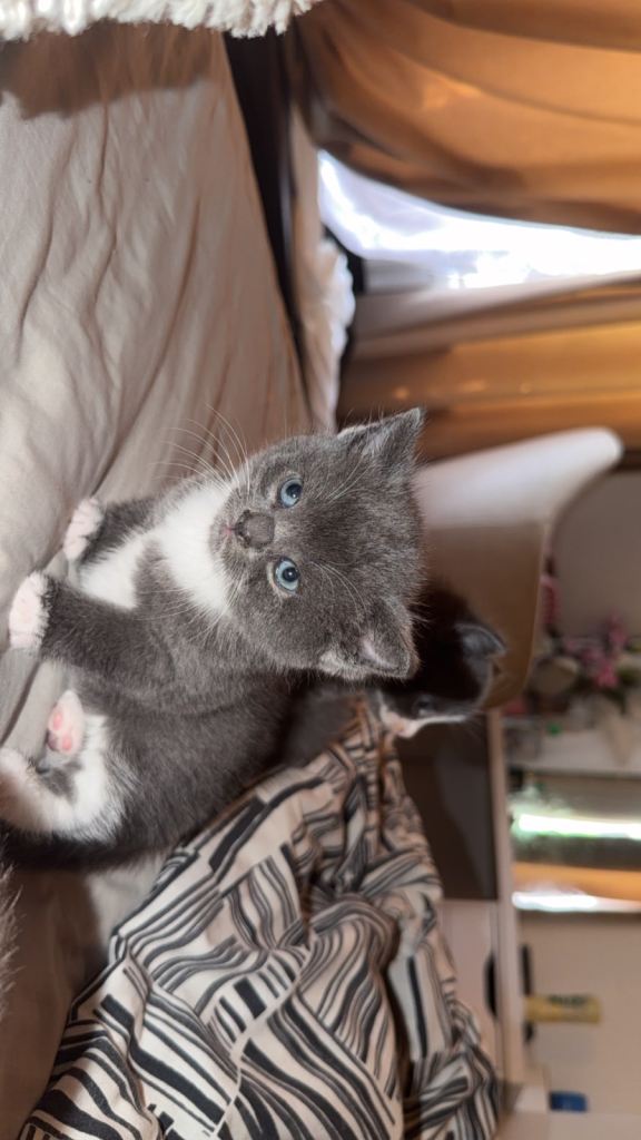 British short hair kittens 