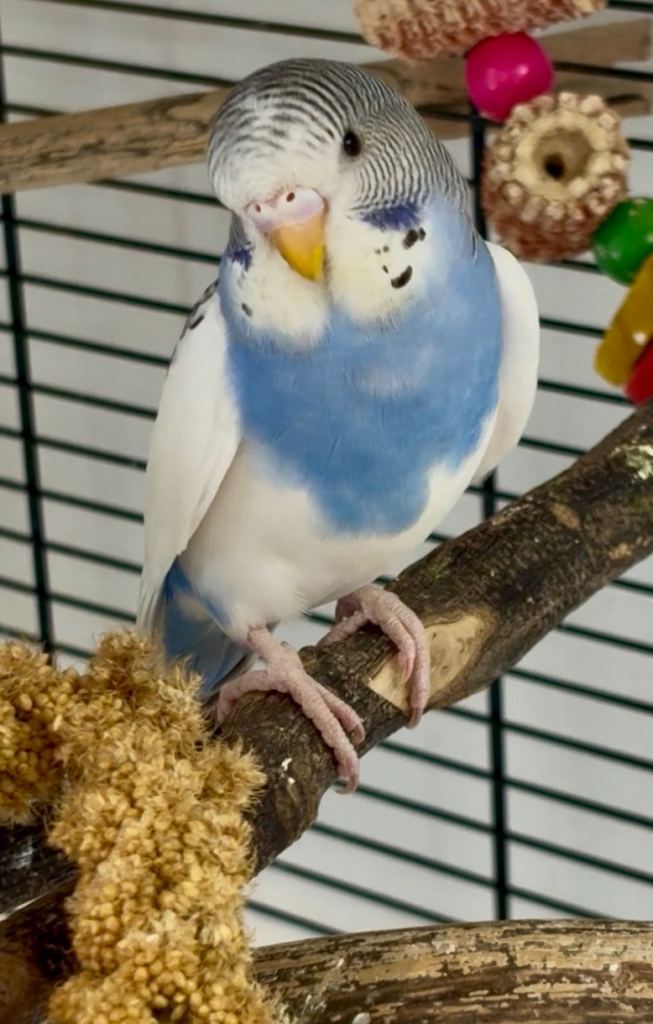 Pretty Little Cobalt Pied Baby Budgie