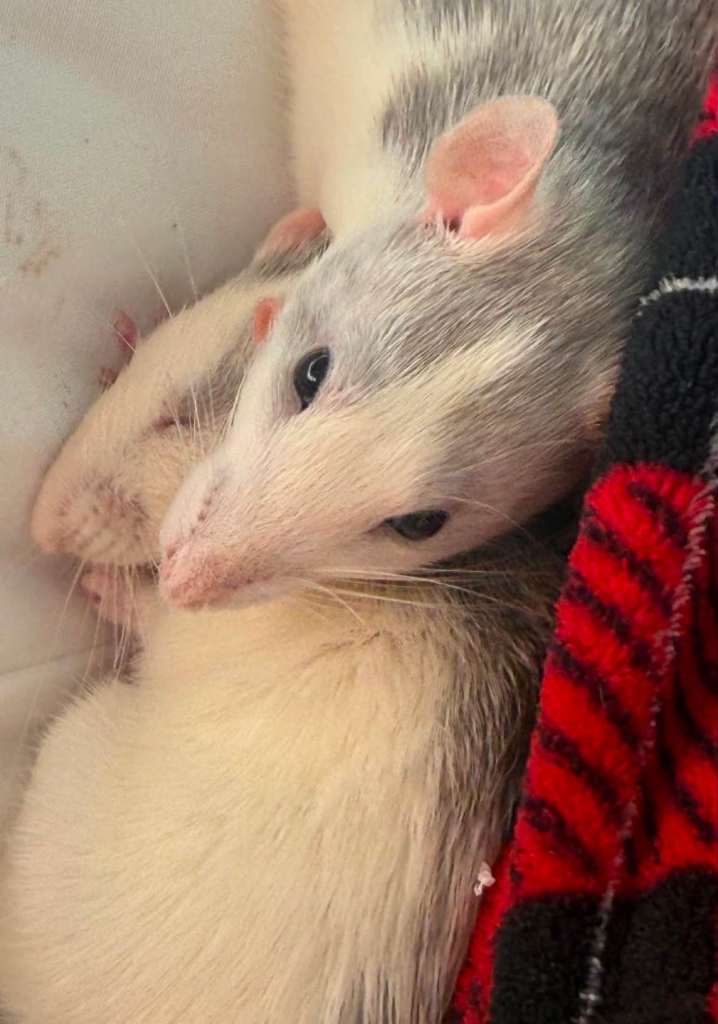 6 month old female rats