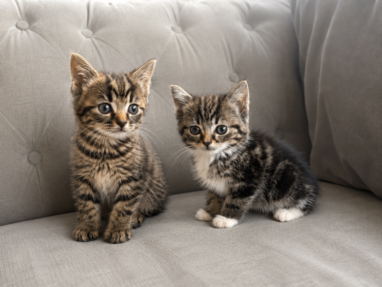 Part Maine Coon