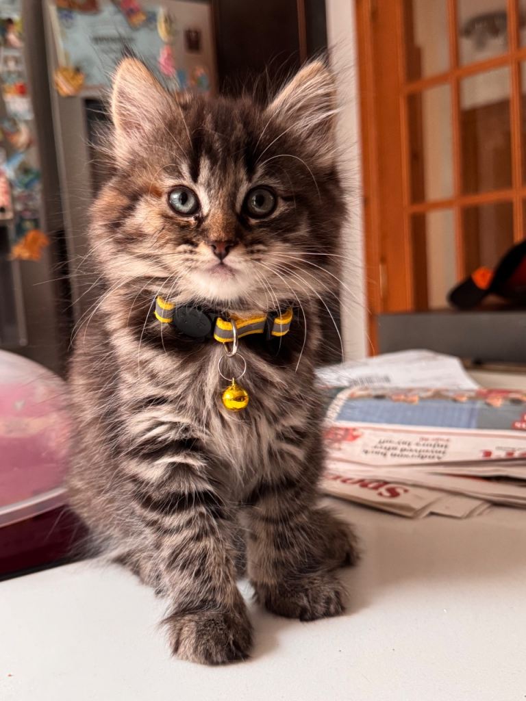 Maincoon x