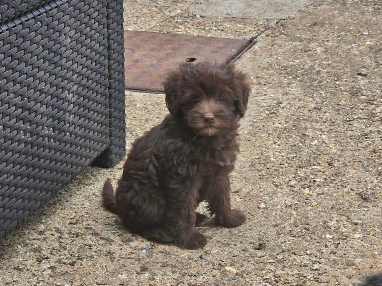 Toy Jackapoo f1b chocolate girl puppy ready now