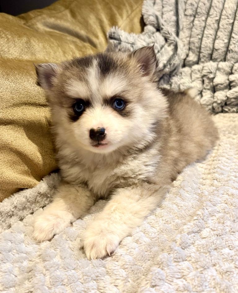 F3 pomsky puppies (Mini husky)