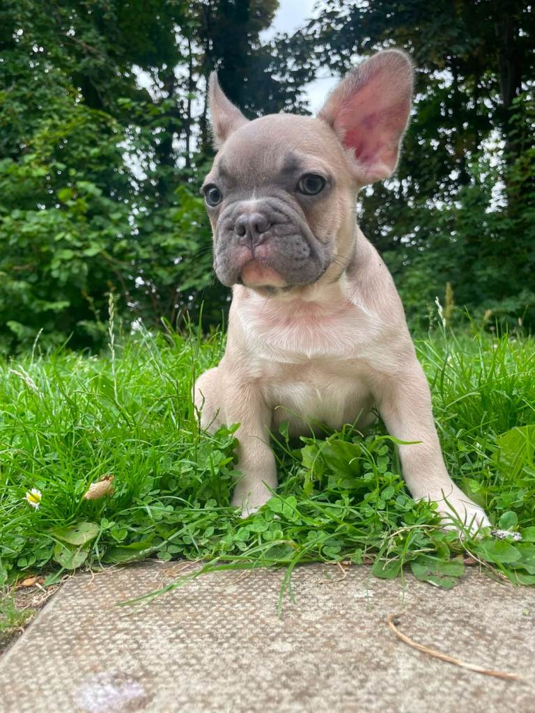French bulldog puppies ready now 
