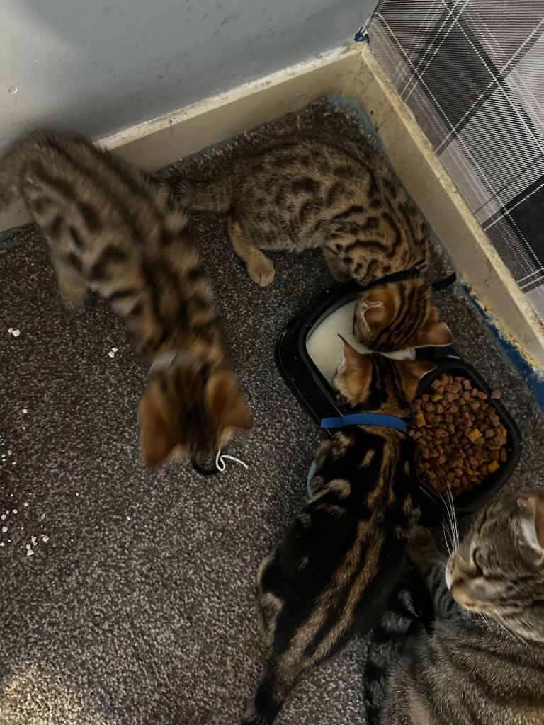 Bengal kittens for sale