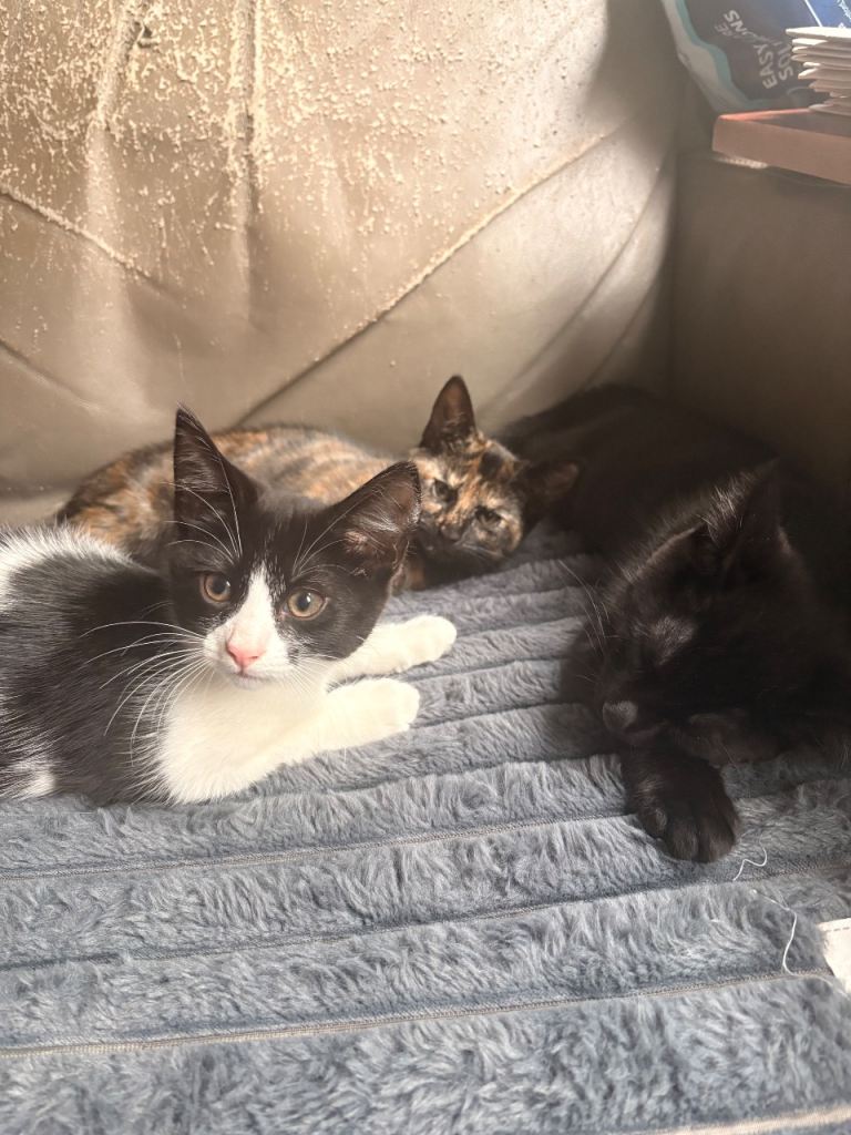 Adorable Kittens 😻
