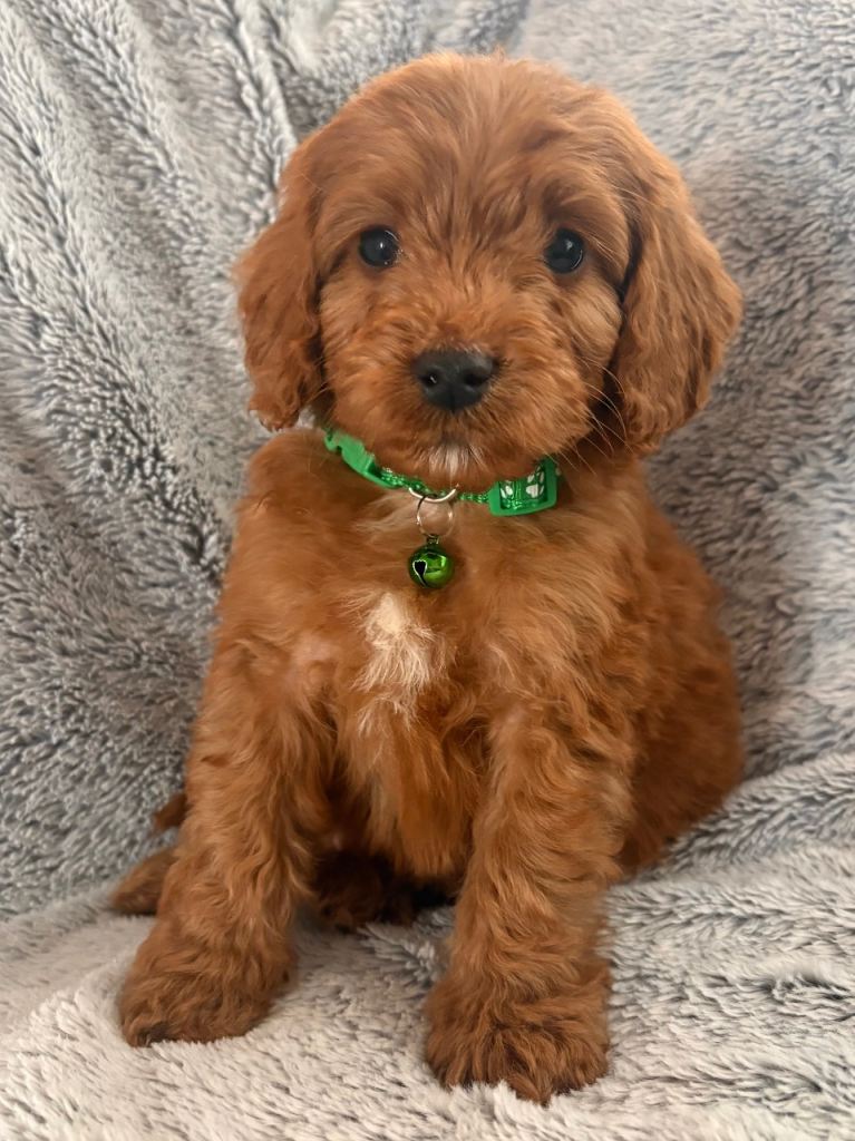 Health Clear Cockapoo Puppys
