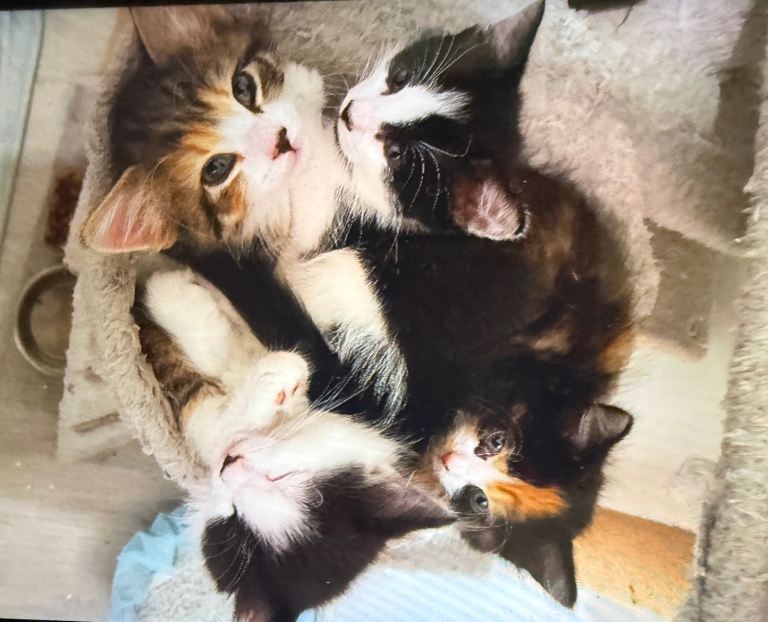 🐾 Beautiful, Healthy & Playful Kittens Looking for Loving Homes 🐾