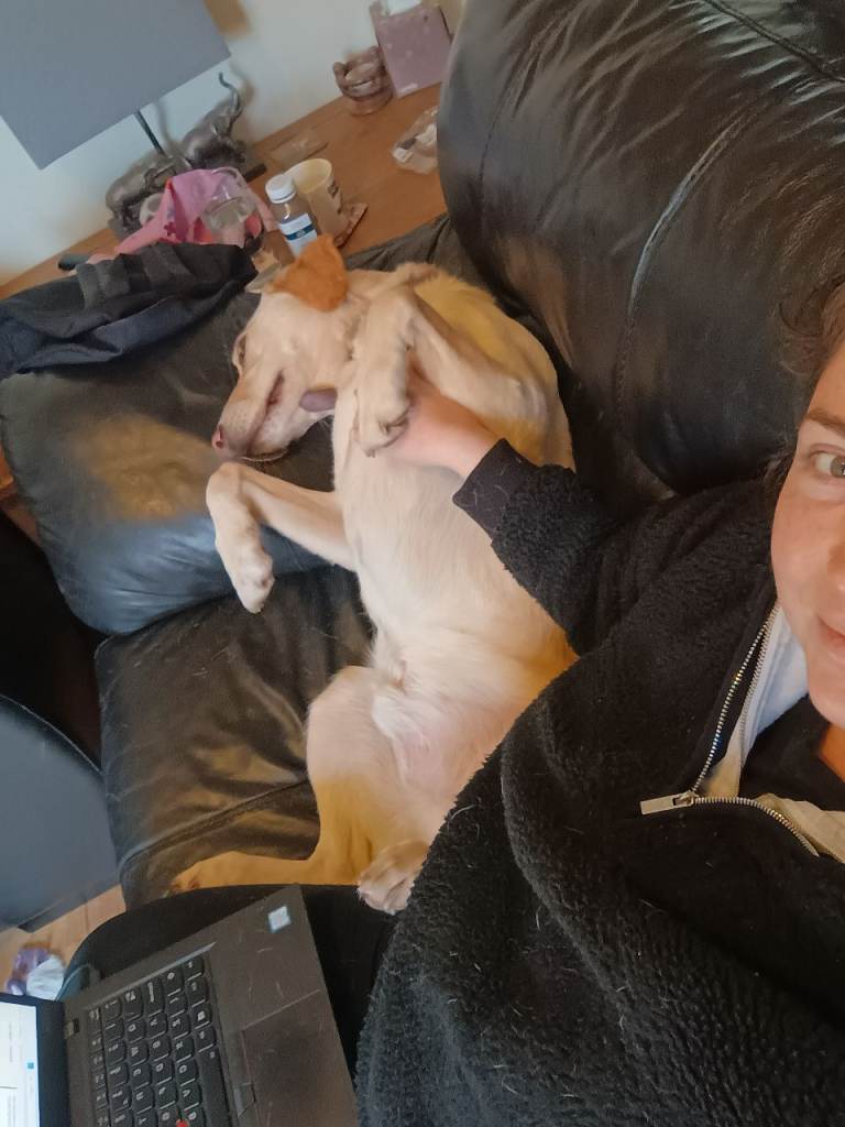 Experienced animal loving pet sitter and dog walker 🐾