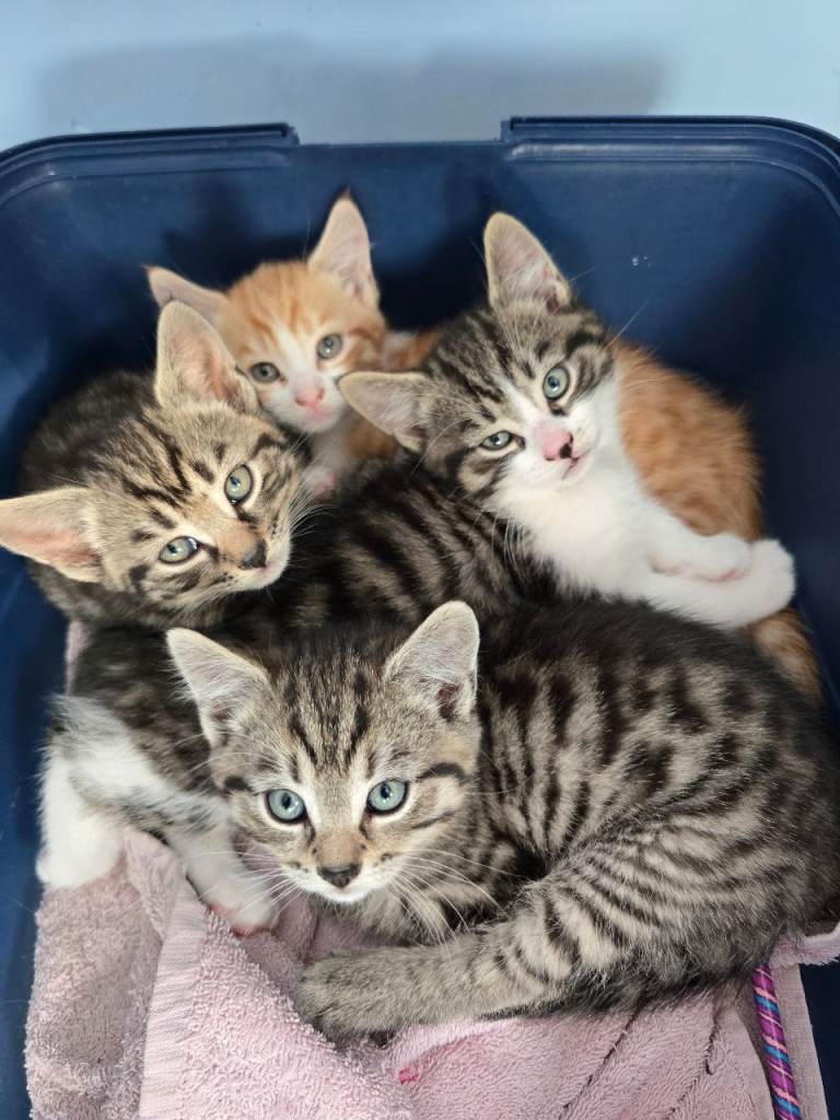 Beautiful stunning Kittens ready now!!!