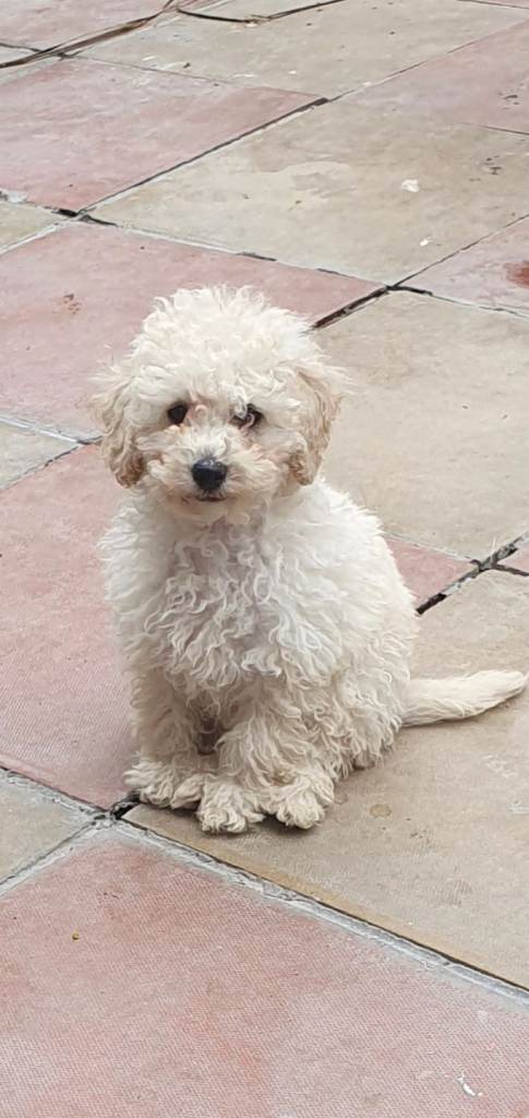 poochon f1b puppys for sell 