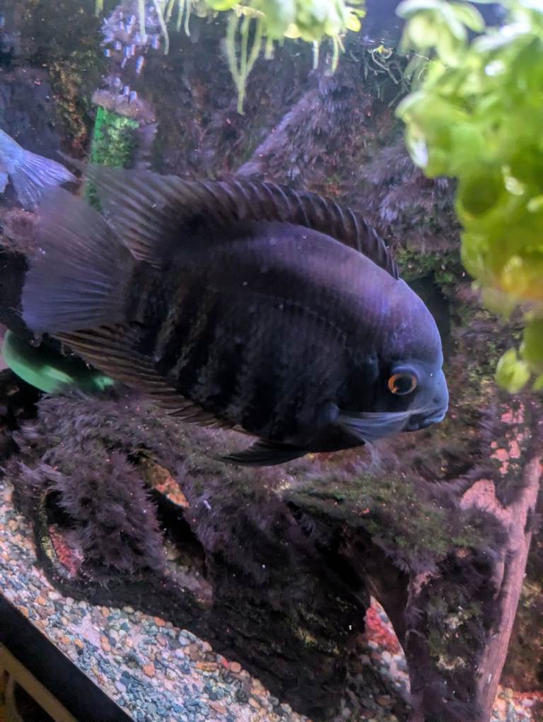 Severum, gourami & Bristlenose pleco