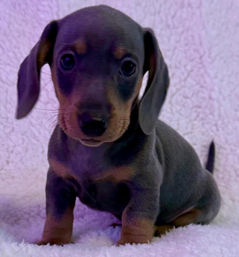 Miniature Dachshund Puppies