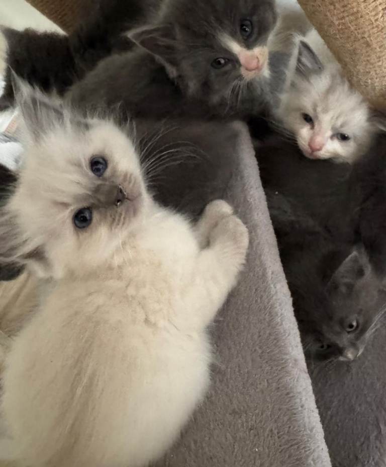 Beautiful kittens