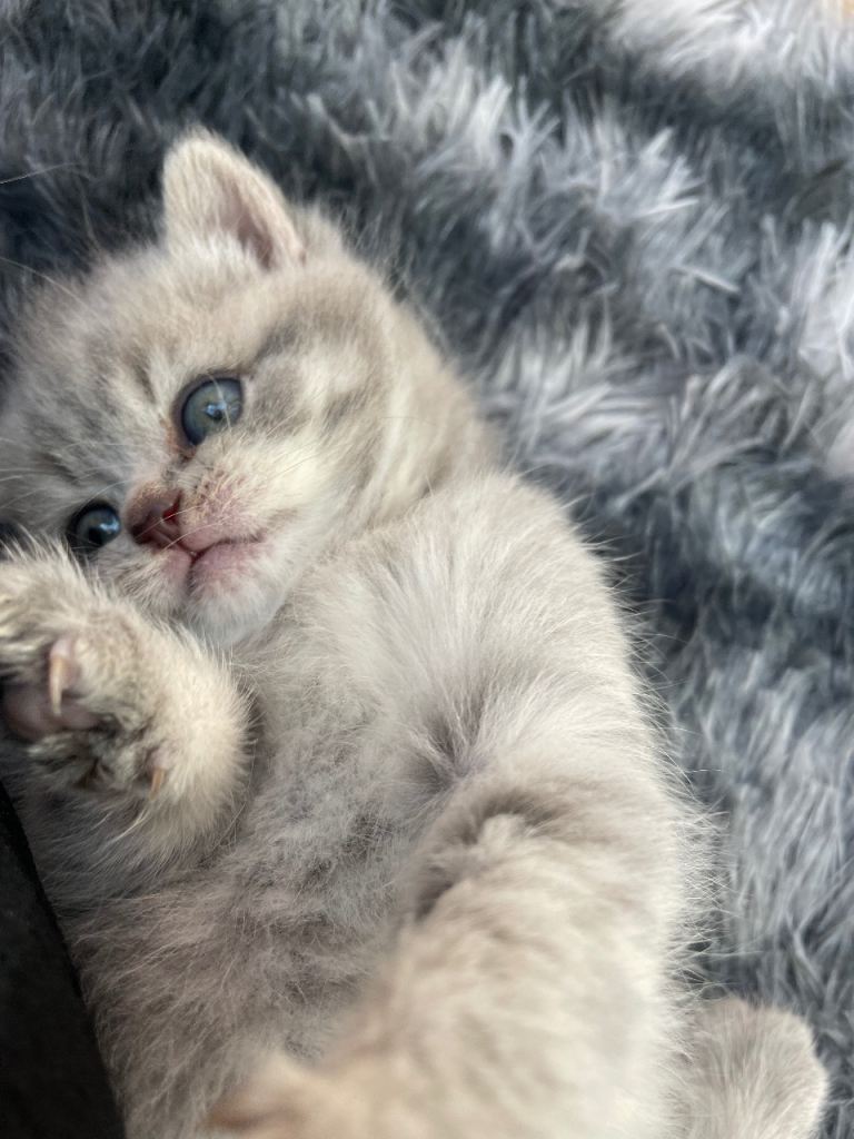 British shorthair kittens