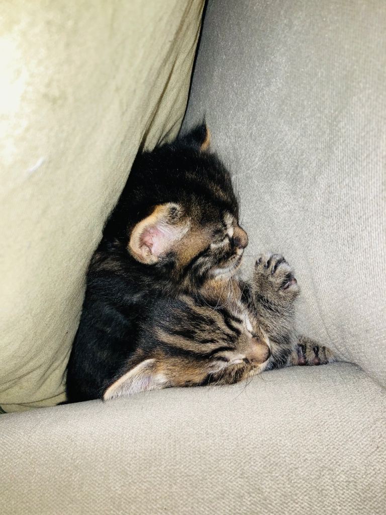 4 of the most purrrfect kittens for sale comes with pet carrier 