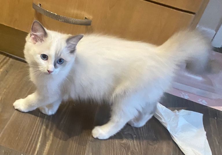 Ready to leave now — Male ragdoll kitten