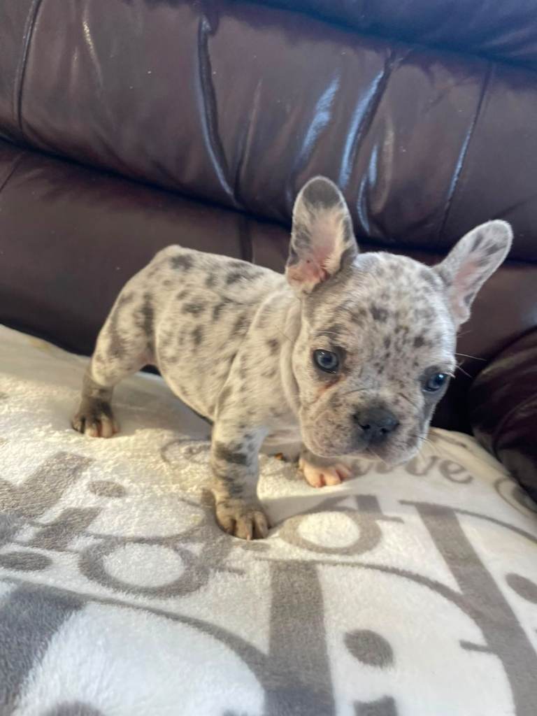 French bulldog puppys 🐾✨ 