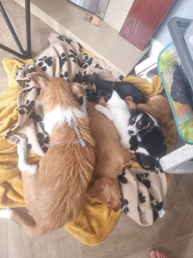 Miniature jack russle cross dashhound 