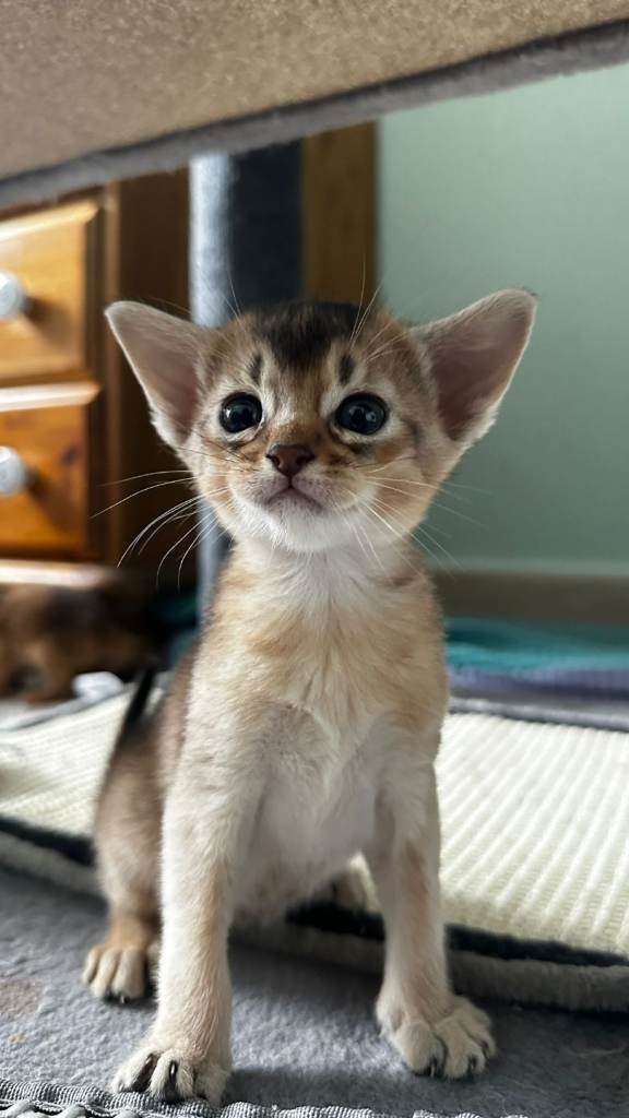 Abyssinian kitten's 