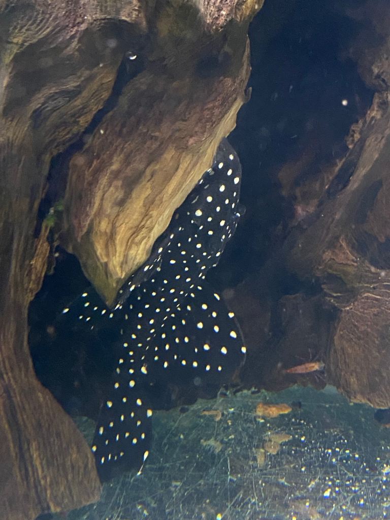 Aquarium Fish & Shrimp – Plecos & Red Cherry Shrimp