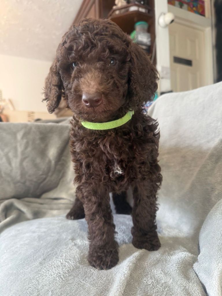 Standard poodle puppies 