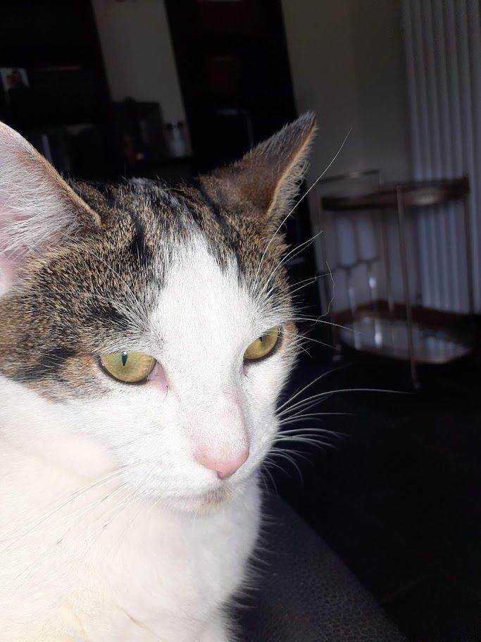 male (mouser) cat for sale