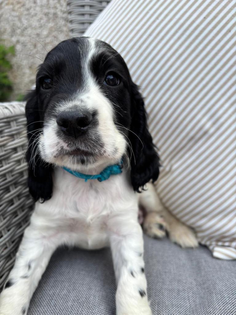 Outstanding cocker spaniel puppies 