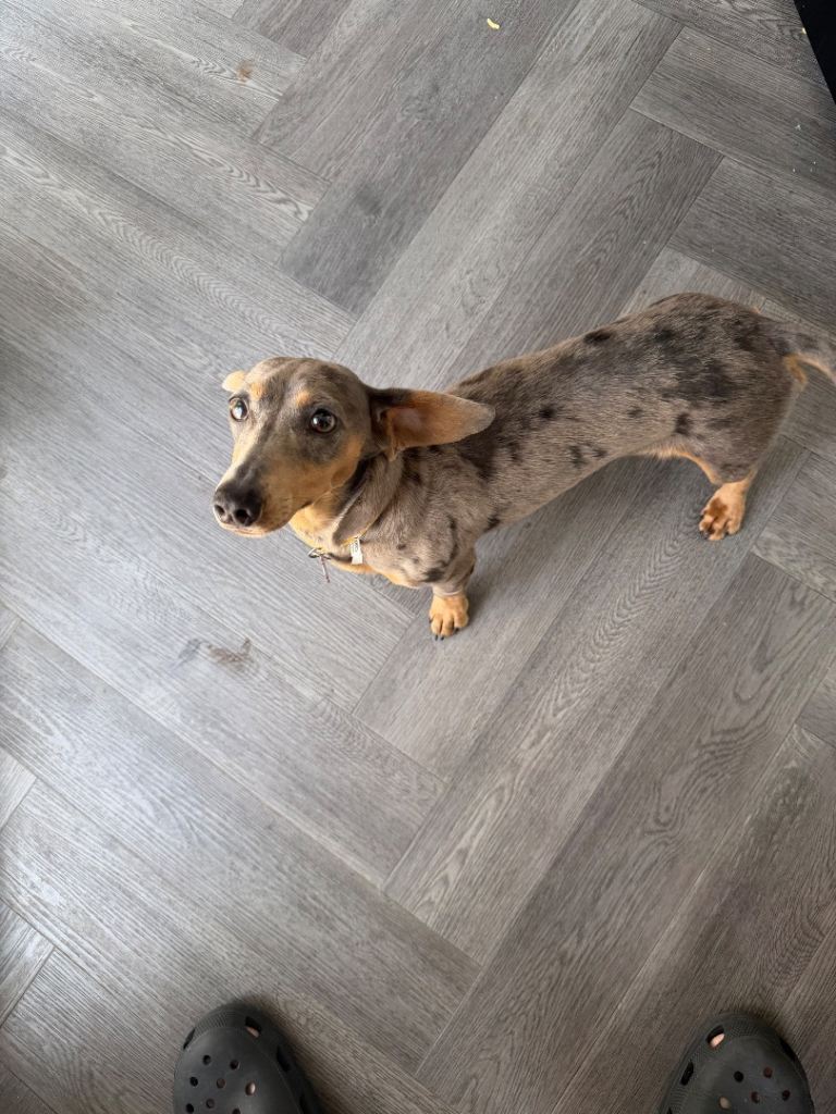 Female dapple dachshund for sale 