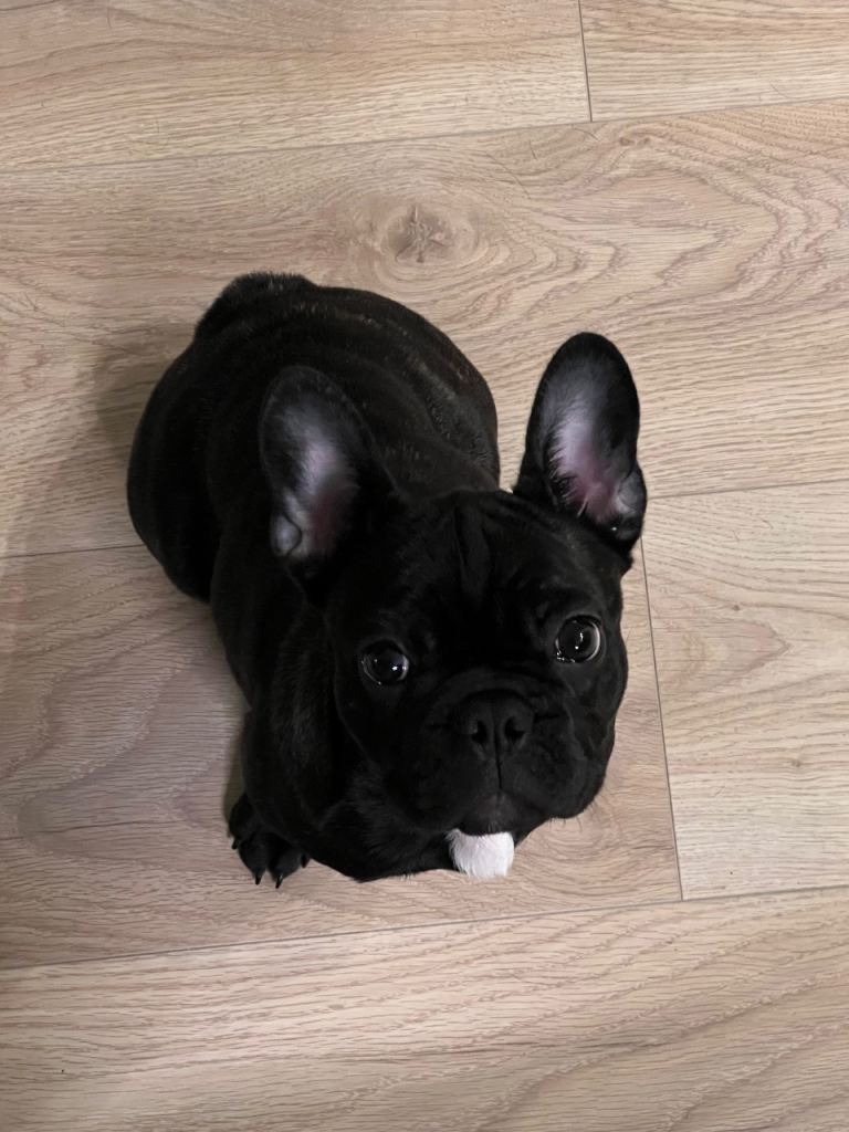 French Bulldog 
