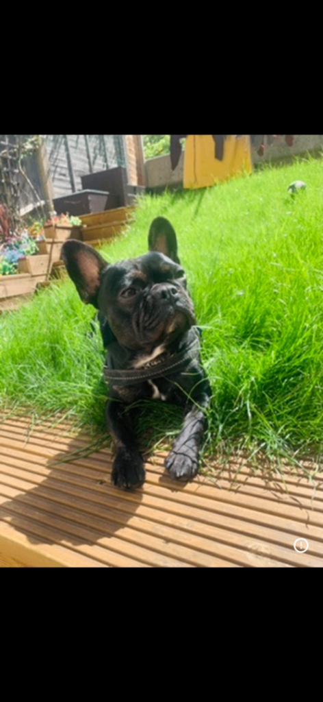 Frenchie 