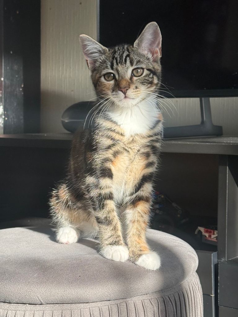 adorable , litter trained and playful kitten ready for her forever home 