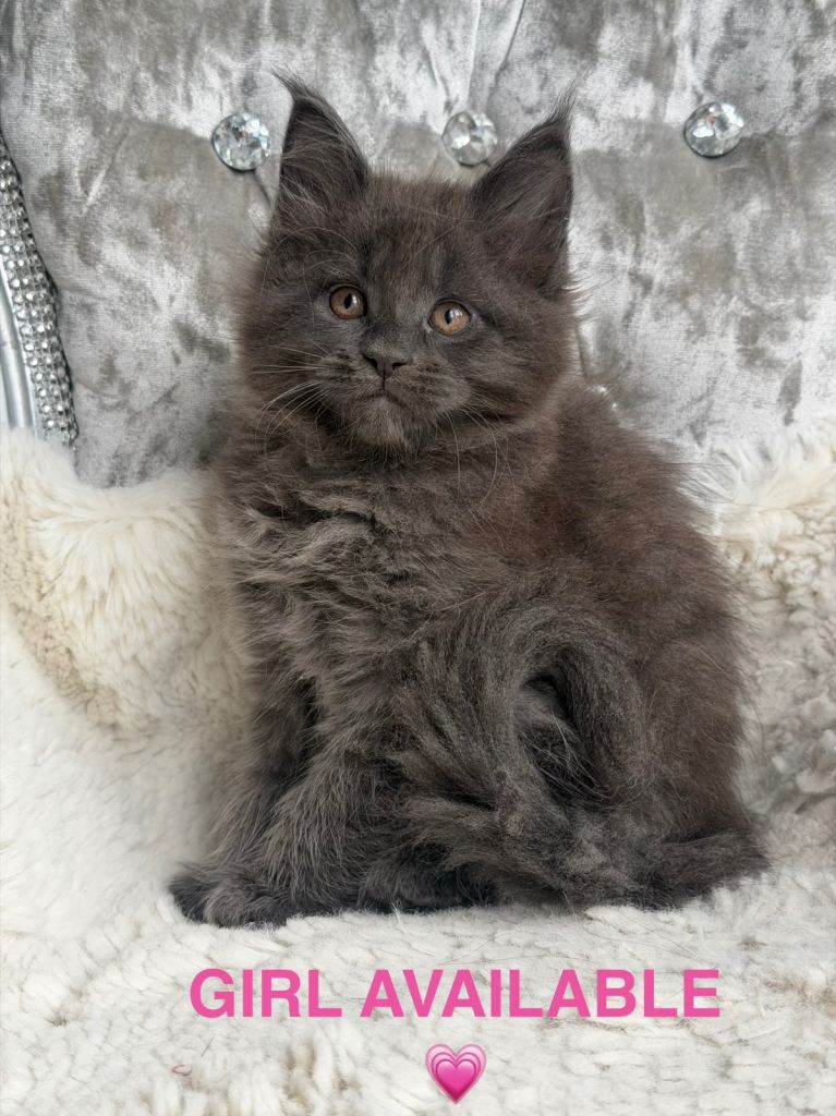 1 LEFT SHOW QUALITY MAINE COON GIRL 
