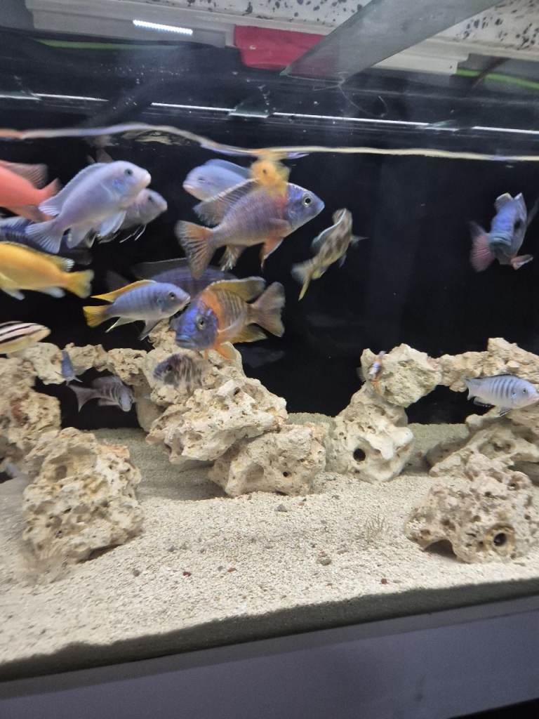african cichlids
