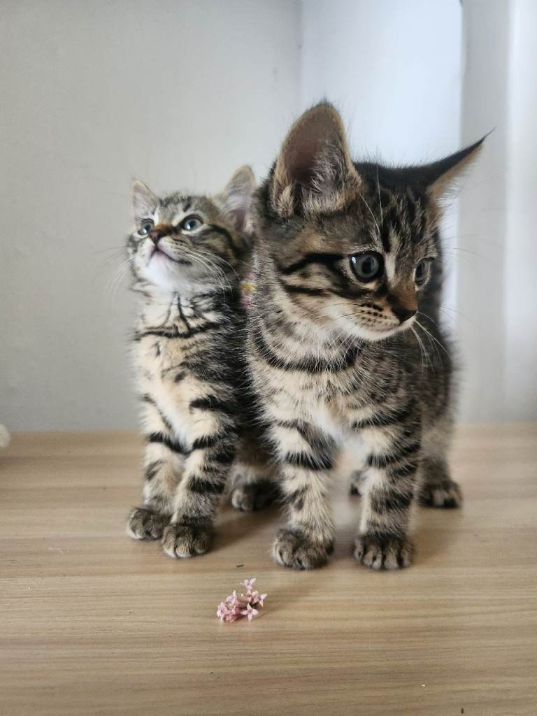 2 kittens 1 boy 1 girl