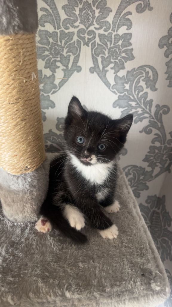 Kittens 