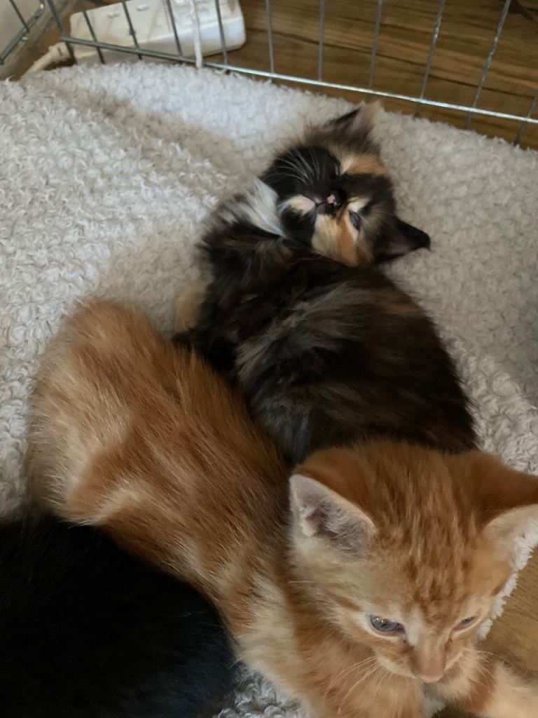 4 kittens for sale