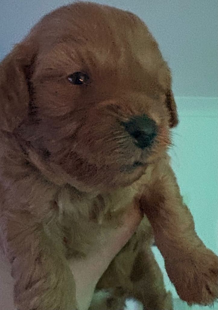 ✨ Gorgeous Shihpoo Puppies – Ready 31st January ✨