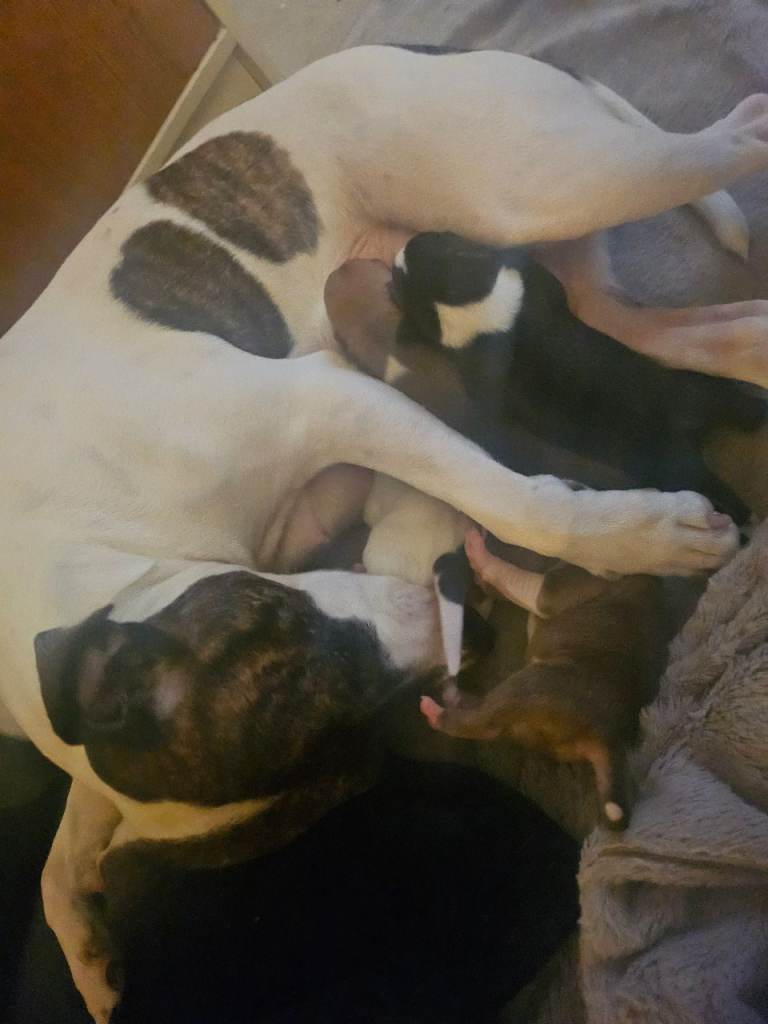 Staffy puppys
