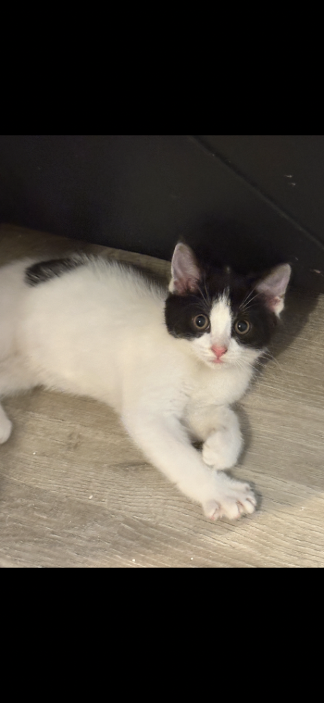 Kitten for sale 