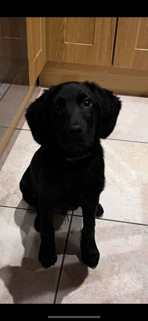 Lab/cocker mix 
