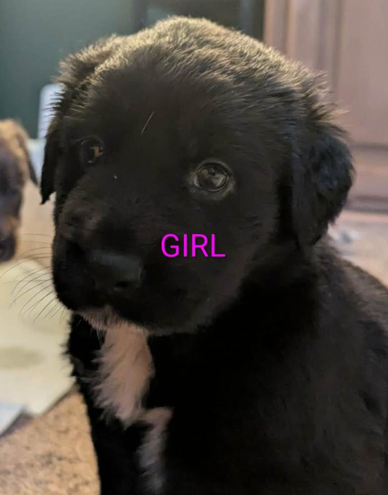German shepherd cross puppies